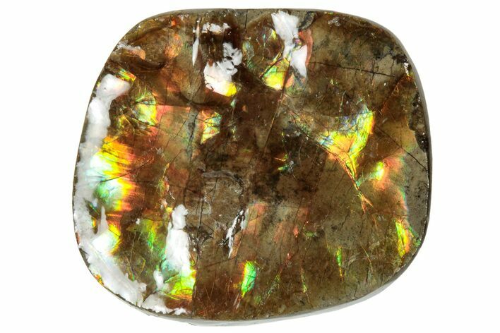 Iridescent Ammolite (Fossil Ammonite Shell) - Alberta #320782